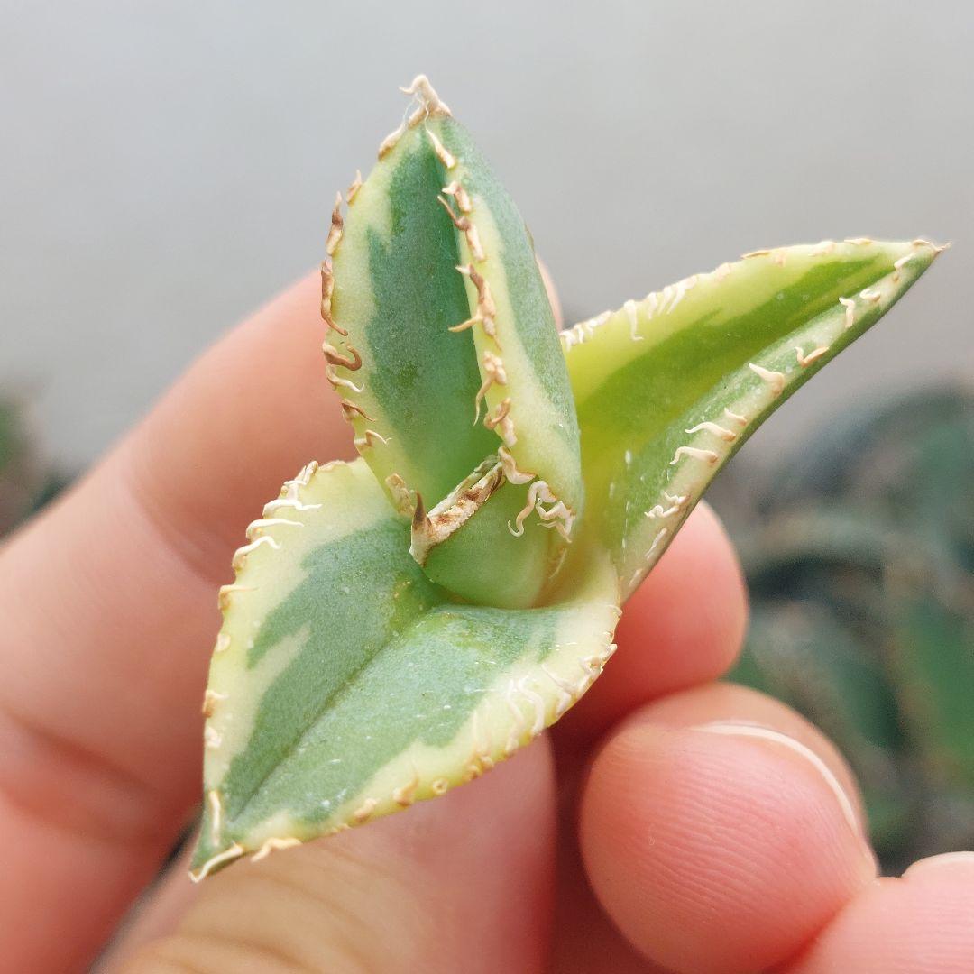 【FJ Agave産】アガベ　魔丸錦　極上黄覆輪 FJ Agave産】アガベ 魔丸錦 極上黄覆輪 FJ Agave産】アガベ