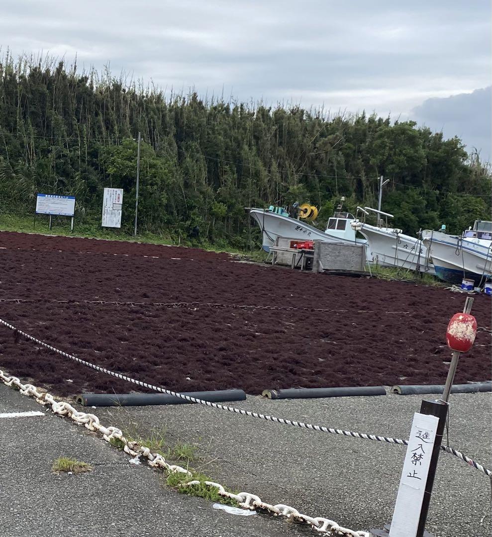 南房総産天草ところてん5キロ