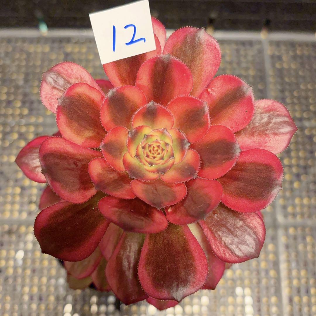 12#多肉植物アエオニウム錦❤️舞天姫錦❤️1大頭11cm 拔き苗