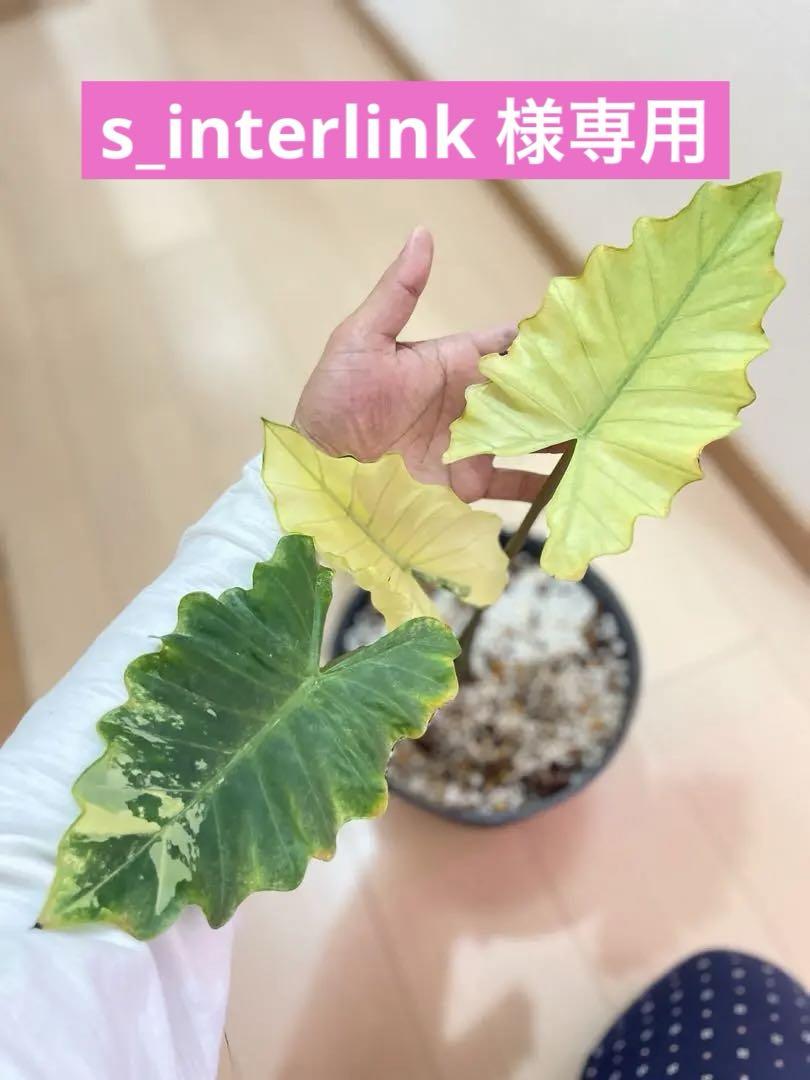 アロカシア ポルトドラ 斑入り Alocasia Portora white アロカシア ポルトドラ 斑入り Alocasia Portora white