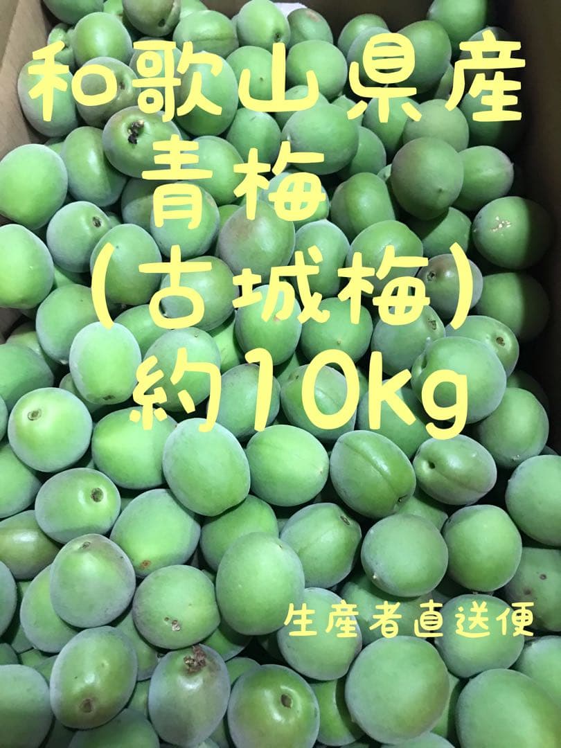 和歌山県産 古城梅 ごじろうめ 約10kg箱込