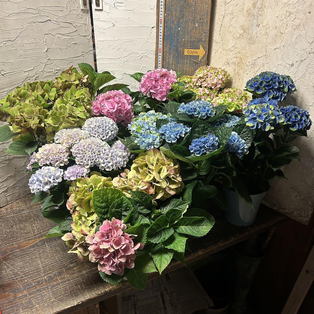 アジサイ　5寸7種7鉢　紫陽花