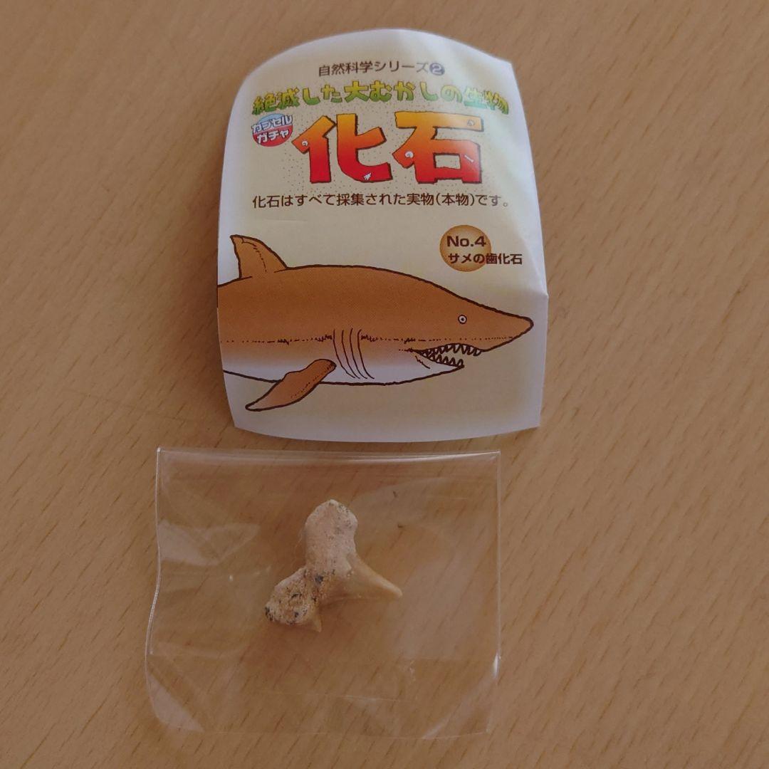 化石 ガチャガチャ サメの歯 恐竜の骨 巻貝3つセット|mercari