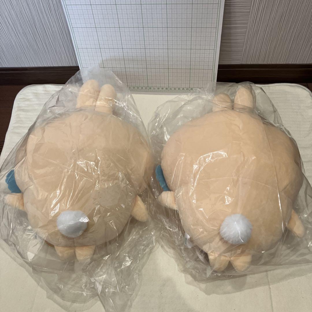 ５体セット
