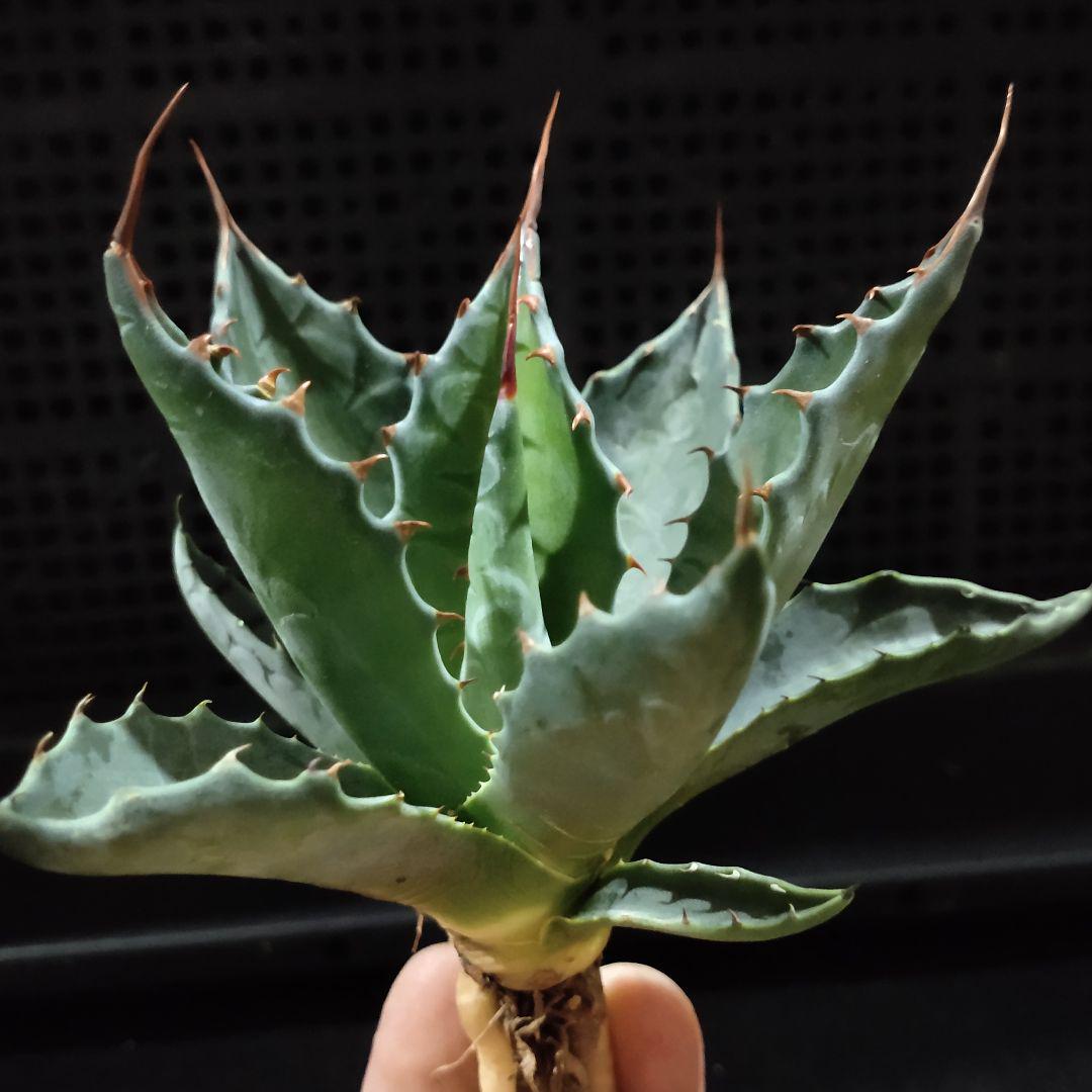 2126アガベ　モンタナ　Agave montana 排棘 極美株 2株同梱 2126アガベ モンタナ Agave montana 排棘 極美株 2株同梱 - メルカリ