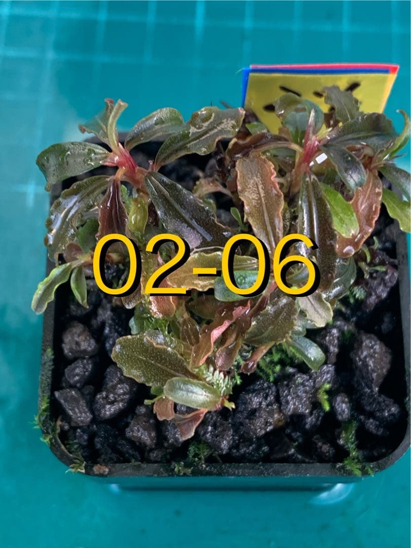 活着の逸品　ブセspラマンダウ　グリーンベルベット　群生　黒溶岩　新鮮水草② KBO ﾌﾞｾﾌｧﾗﾝﾄﾞﾗ ｸﾞﾘｰﾝﾍﾞﾙﾍﾞｯﾄ AL: 水草｜カミハタビジネスオンライン