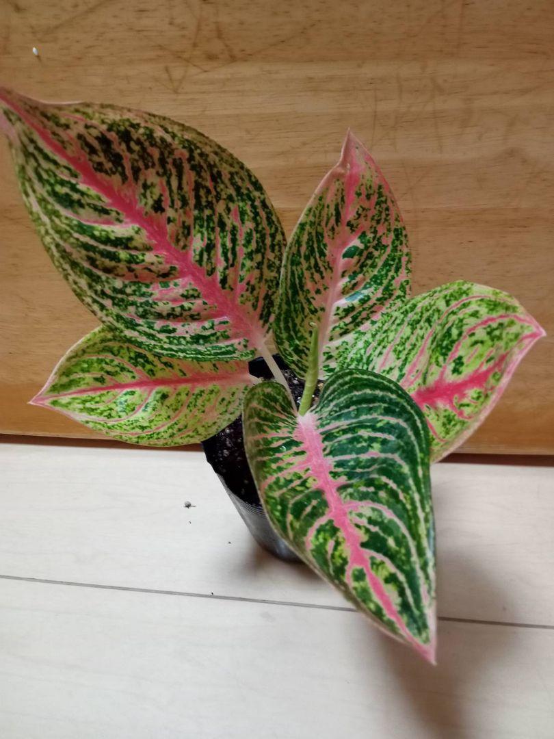 Yahoo!オークション - 【veil plants】希少 アグラオネマ ピンク