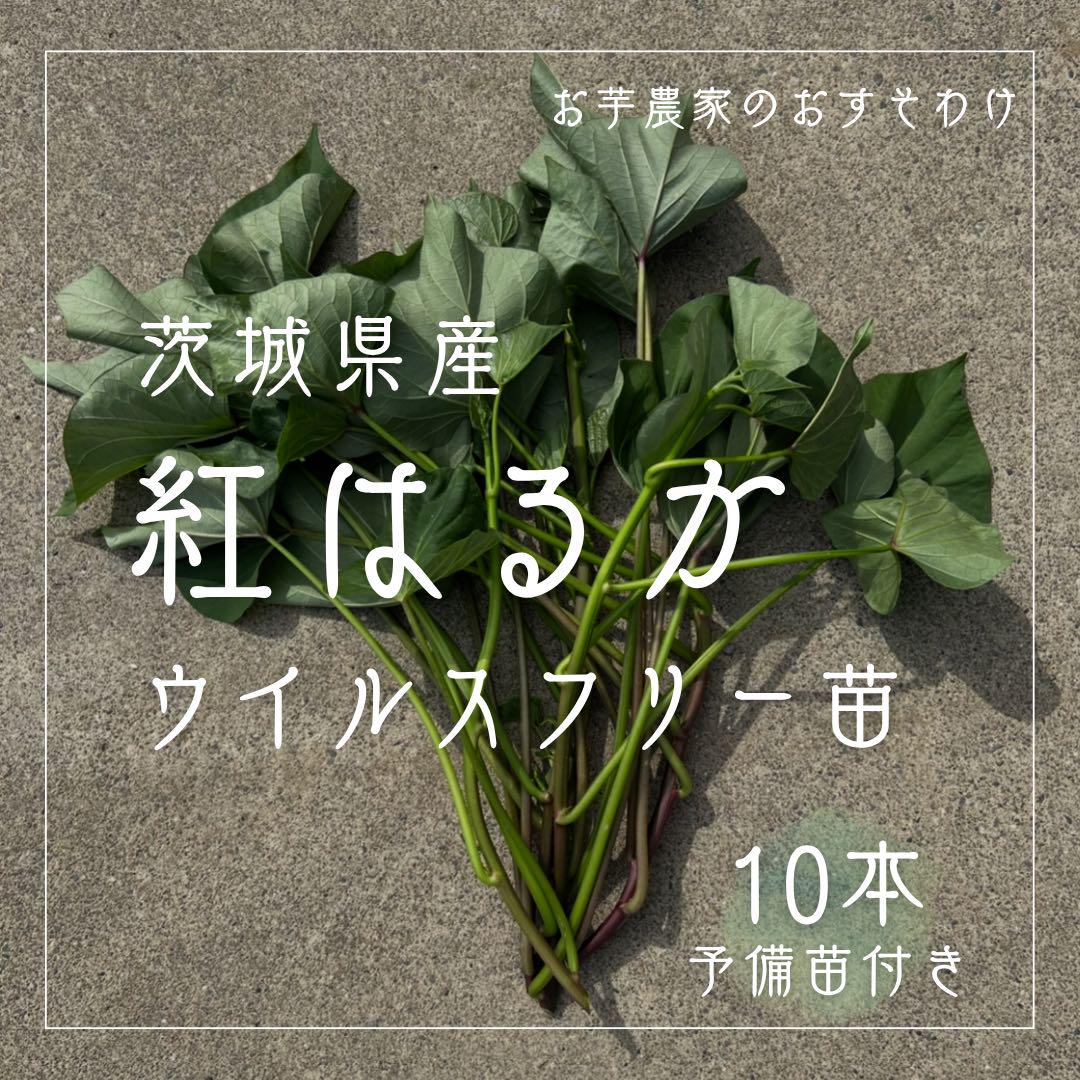 数量限定】茨城県産 さつまいも 紅はるか 苗 ウイルスフリー 10