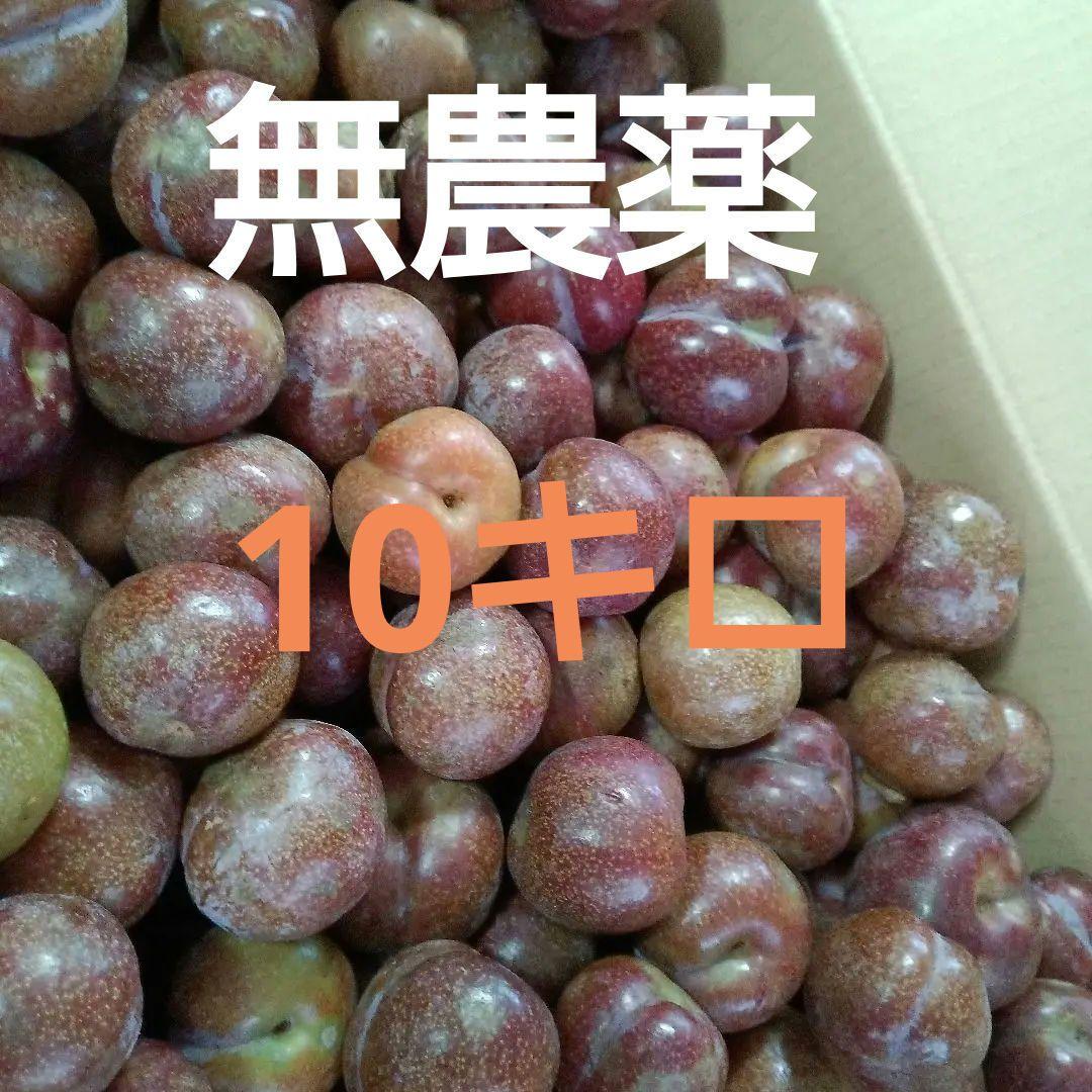すもも 鹿児島産 無農薬10kg（完全無農薬 奄美大島産 すもも 3kg