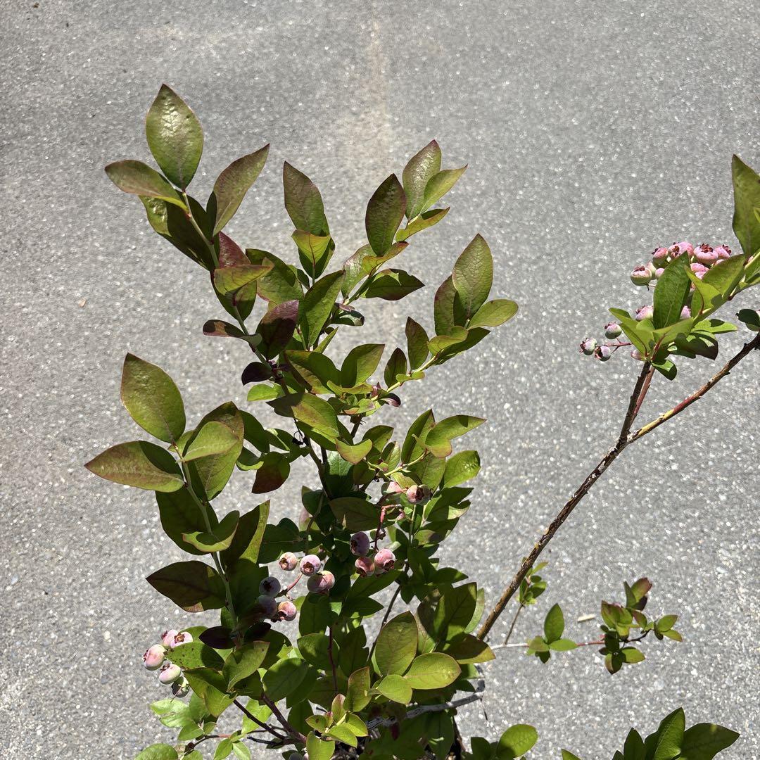 【保障できる】 435.ブルーベリー苗 チャンドラー7号 その他観葉植物 その他観葉植物