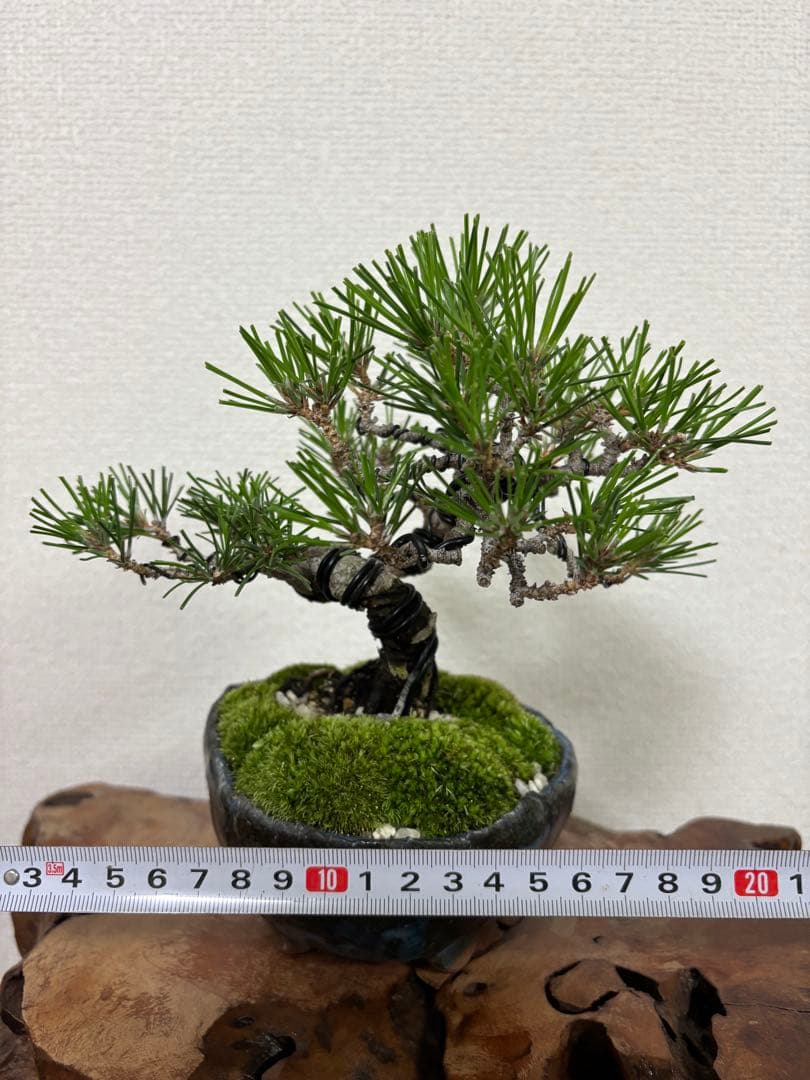 ④黒松 盆栽