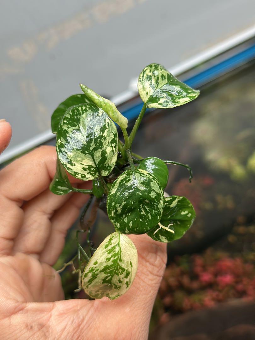 アヌビアスナナ　斑入りキング Anubias Variegated King アヌビアスナナ 斑入りキング Anubias Variegated King - メルカリ