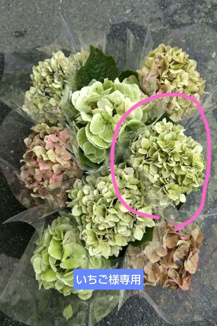 福岡県鬼木様の紫陽花☆ハイドランジア☆筑紫路風車☆4号鉢☆超希少☆1鉢 福岡県鬼木様の紫陽花☆ハイドランジア☆筑紫路風車☆4号鉢☆超