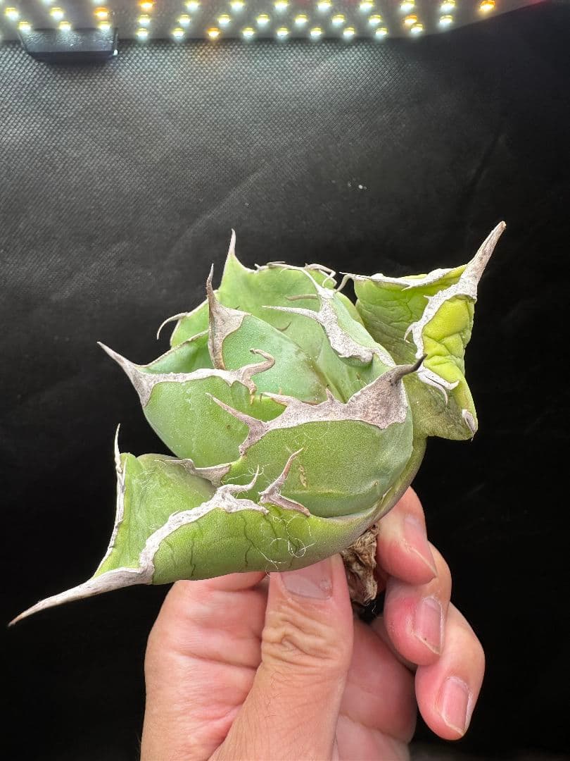 FK様 リクエスト 2点 まとめ商品まとめ売り