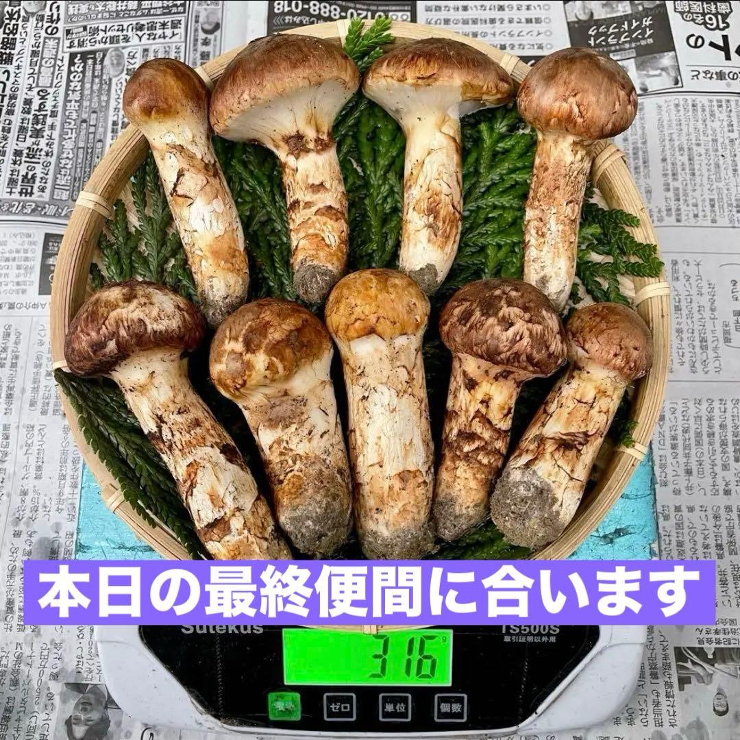 天然きのこ 松茸 国産 良品‼️マツタケ まつたけ 大自然の凛さん採取その105