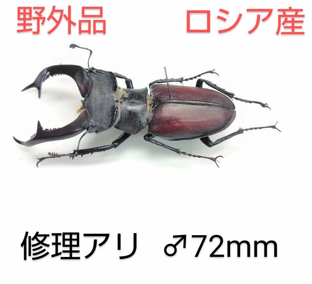 ヨーロッパミヤマクワガタ 展脚標本♂72mm☆ロシア産 野外品