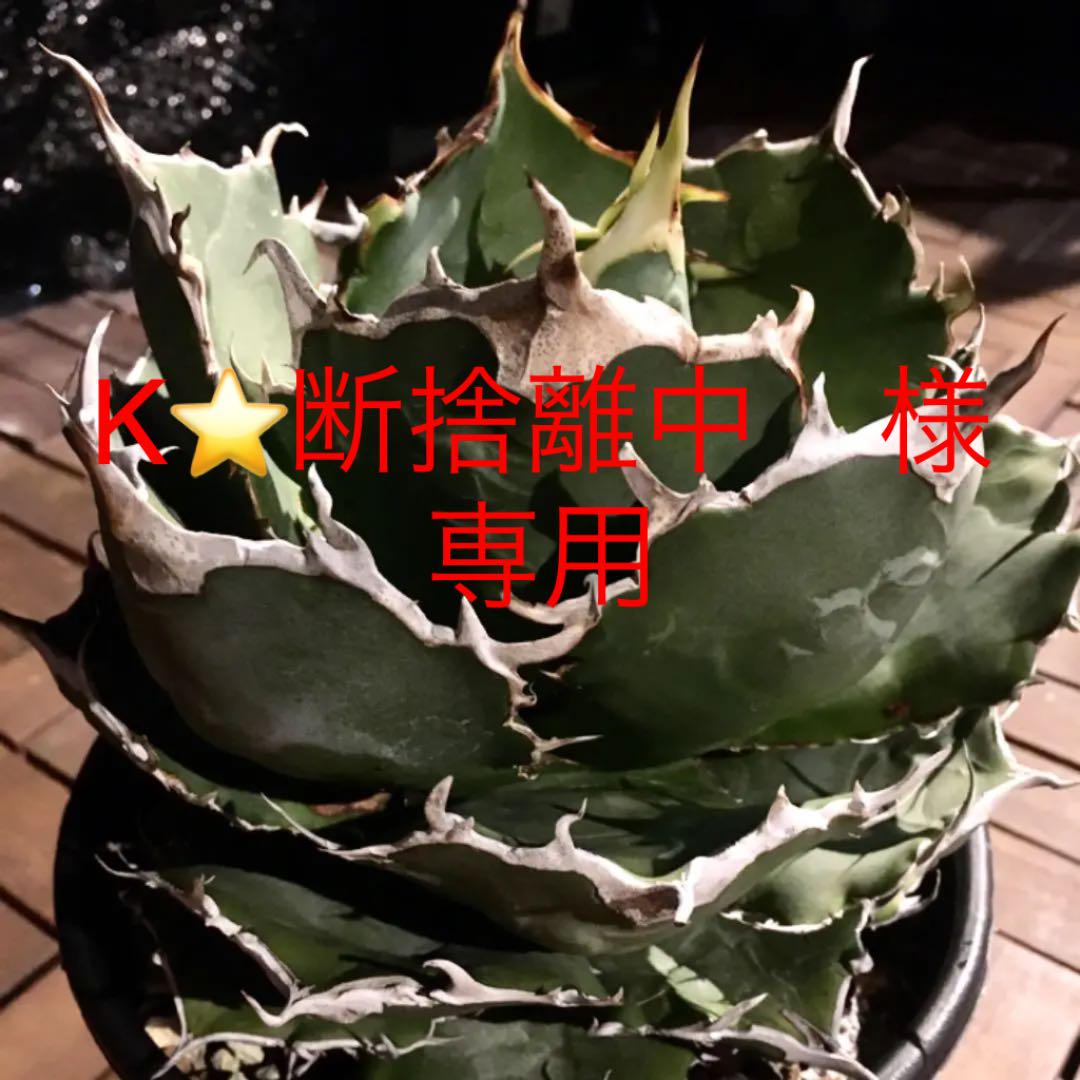 数々のアワードを受賞】 K⭐️断捨離中様 専用 アガベ 白鯨 子株 ラスト1株 植物/観葉植物 インテリア・住まい・小物¥10,350-www.montevideocollege.edu.uy 数々のアワードを受賞】 K⭐️断捨離中様 専用 アガベ 白鯨 子株 ラスト1株 植物/観葉植物 インテリア・住まい・小物¥10,350-www.montevideocollege.edu.uy