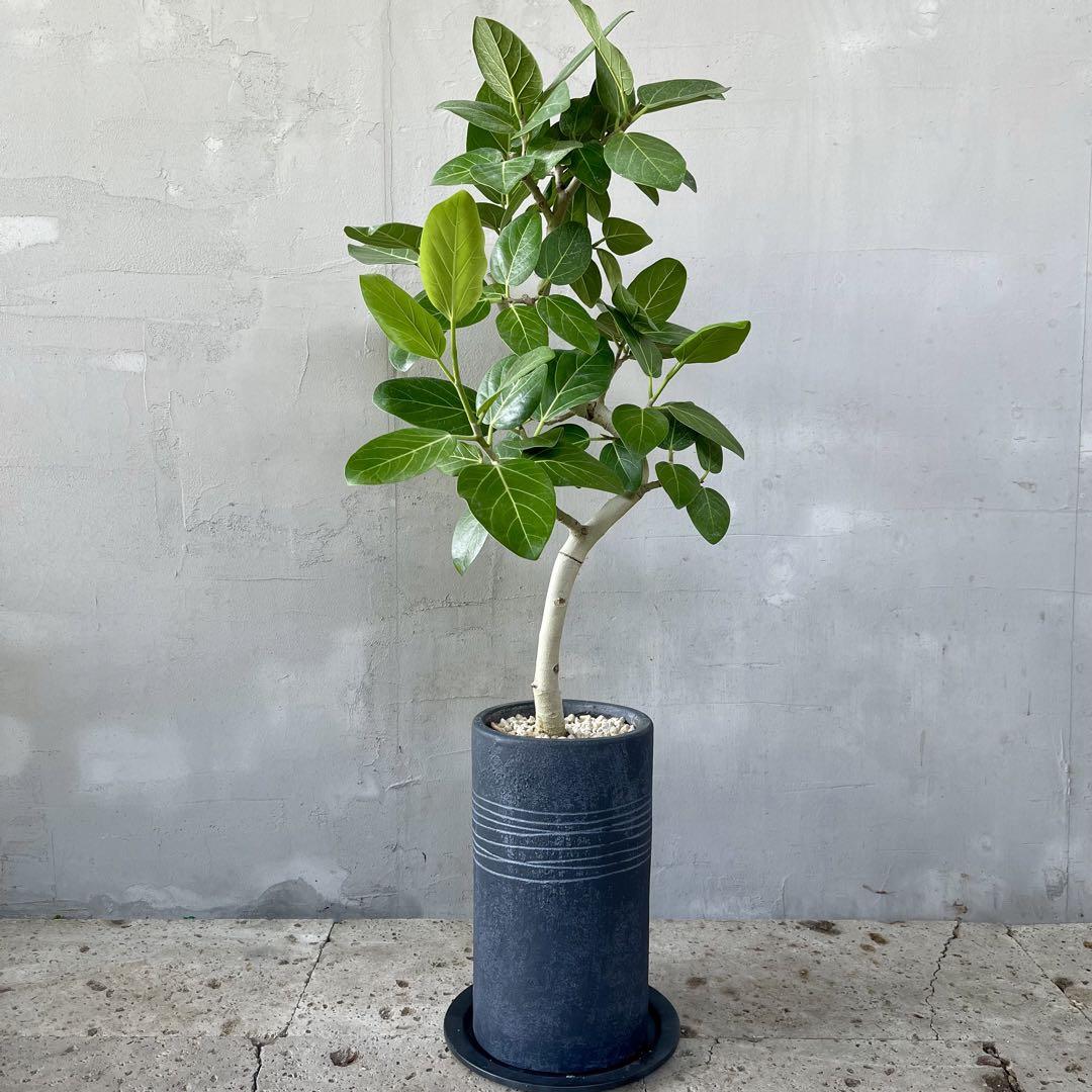 あんんあん様専用大型　フィカス　ベンガレンシス　螺旋仕立て　陶器鉢　植え込み発送