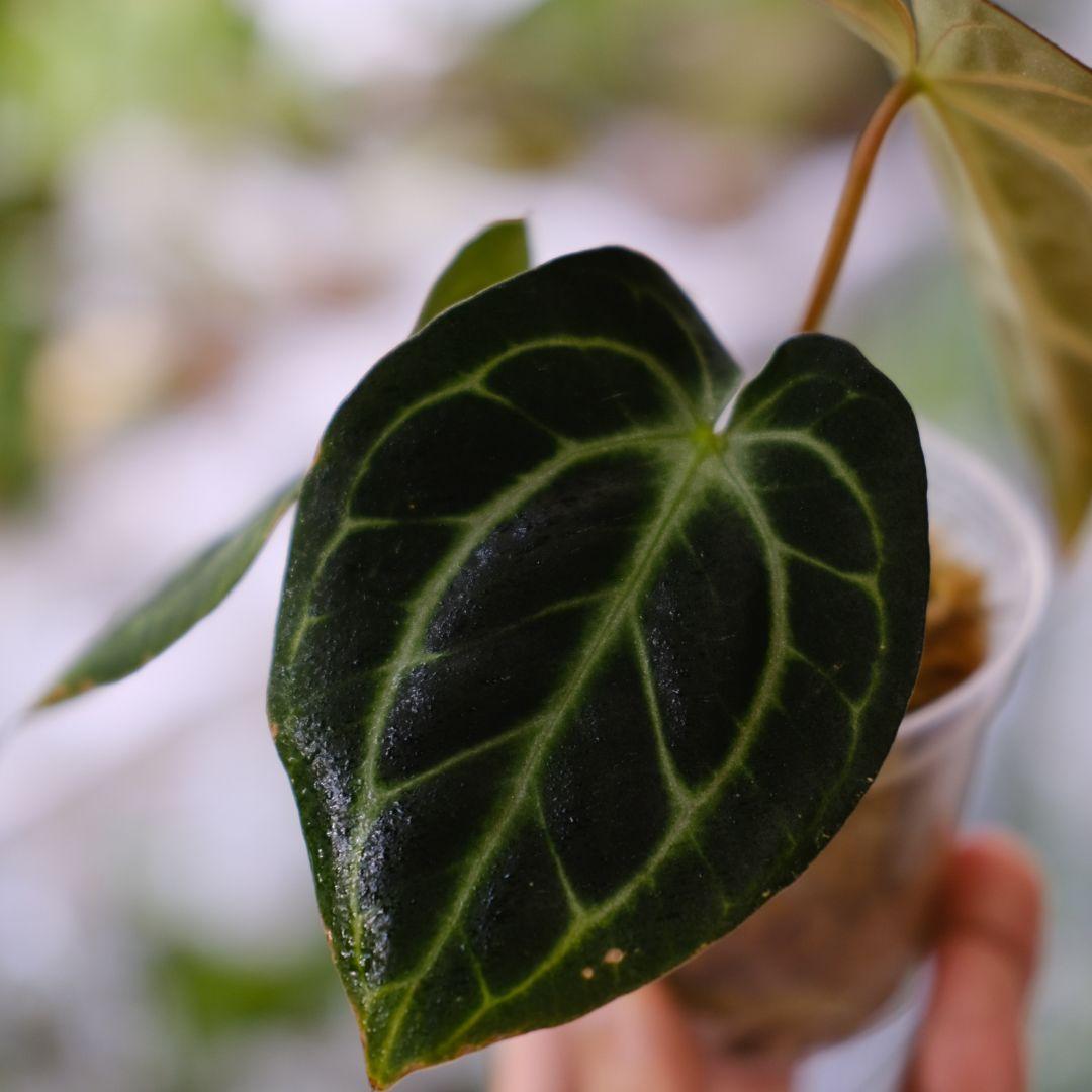 Anthurium Carlablackiae/アンスリウム カーラブラッキー③