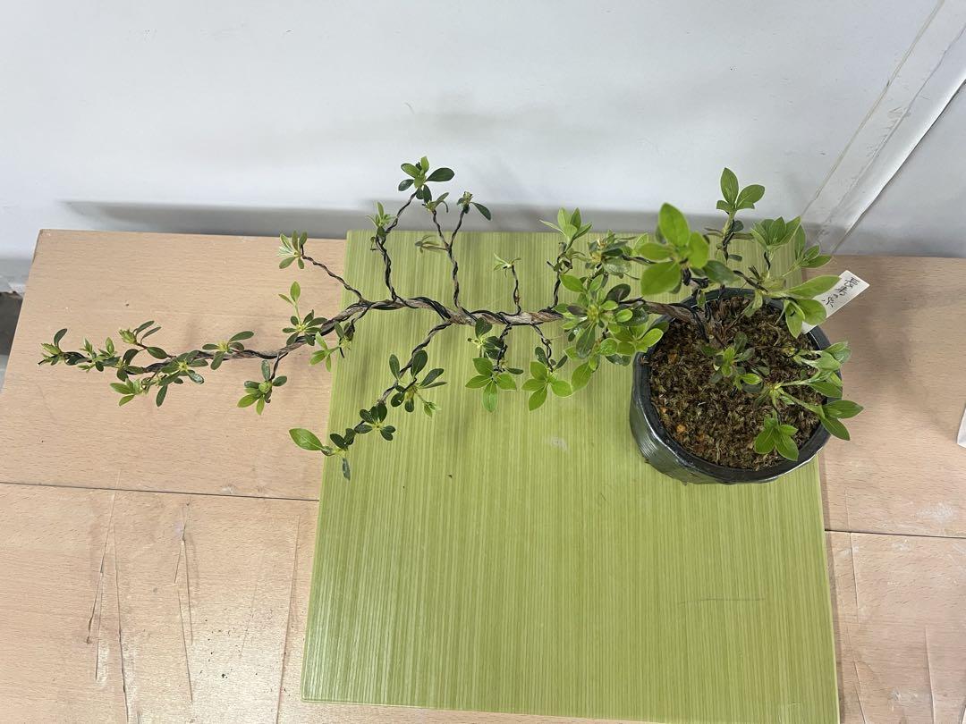 盆栽 『ザクロ』 和風 インテリア 苔 観葉植物 園芸 オブジェ