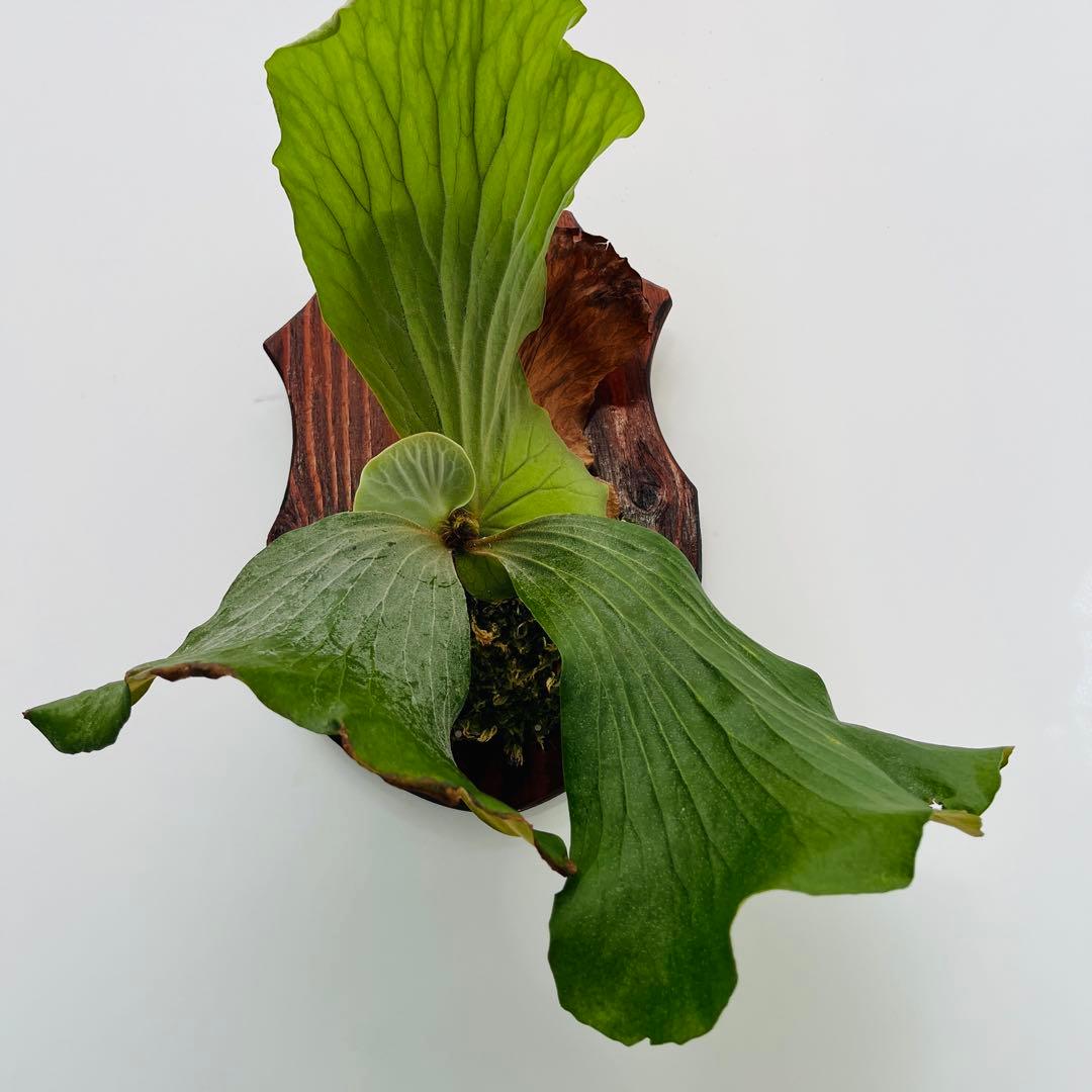 超美形株から外した大きめ子株♫〖ビカクシダ エレファントティス〗