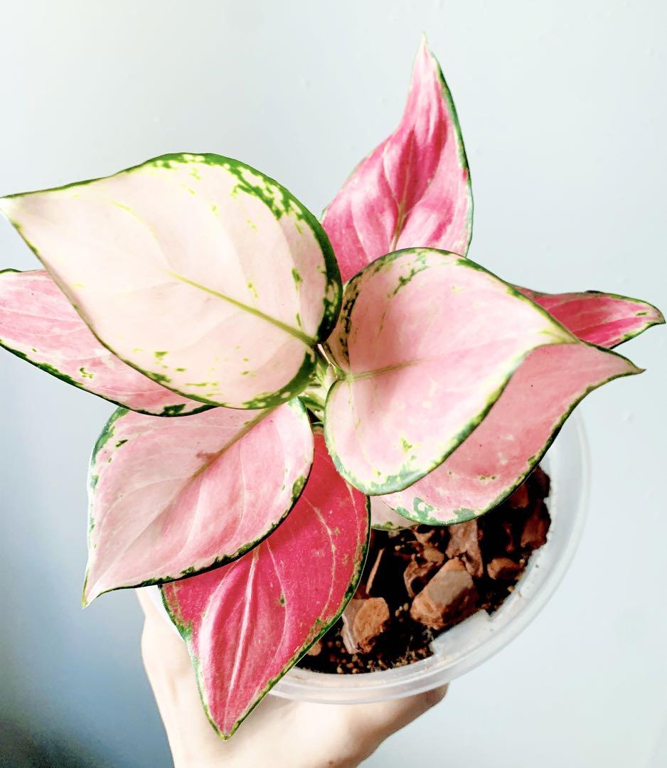 アグラオネマの育て方 | 希少植物の販売 アグラオネマ専門販売店