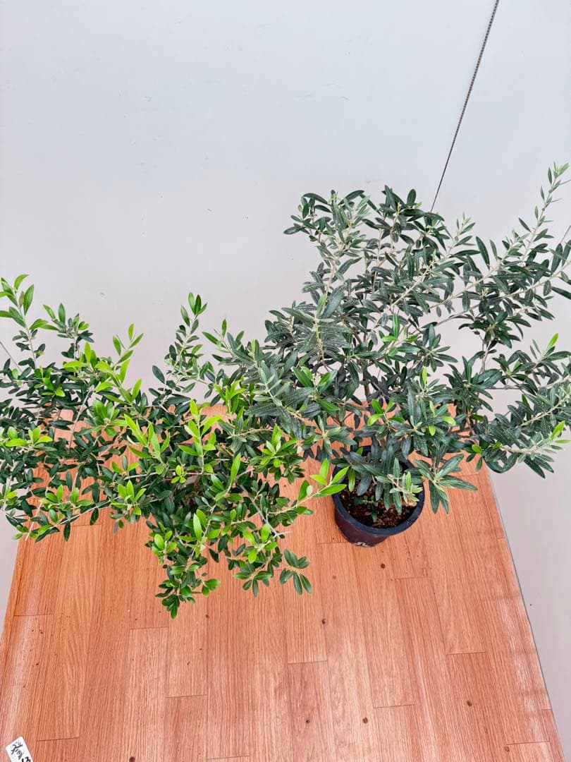 マンザニイロ 13-14目立った傷や汚れなし