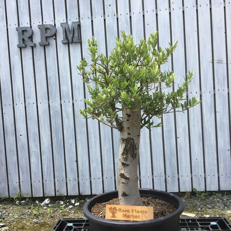 メルカリ Ssk1 スペイン産 オリーブの木 幹太 観葉植物 鉢植え 地植え 福岡販売 植物 観葉植物 67 800 中古や未使用のフリマ メルカリ Ssk1 スペイン産 オリーブの木 幹太 観葉植物 鉢植え 地植え 福岡販売 植物 観葉植物 67 800 中古や未使用のフリマ