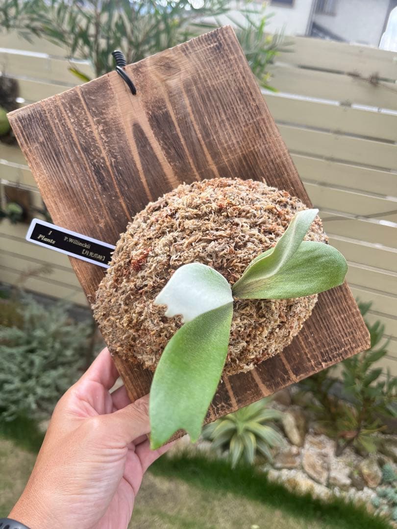 P.Willinckii 月光爪哇 OC 子株 ウィリンキー目立った傷や汚れなし YUZUMIYA_COM