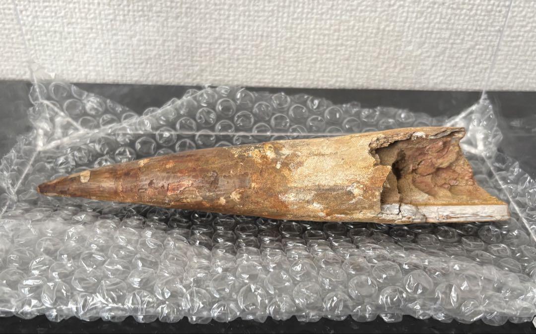 巨大　スピノサウルス歯の化石　212mm