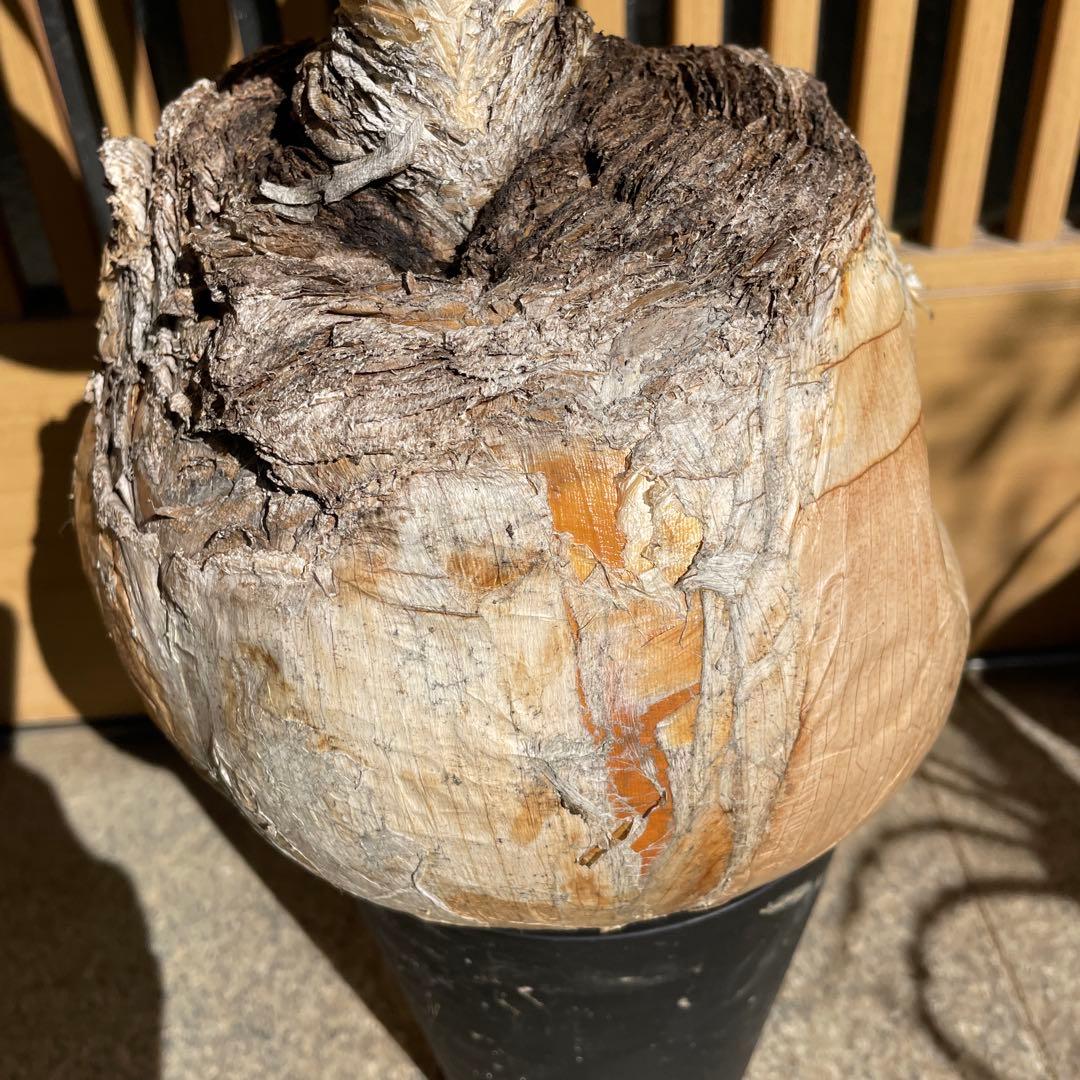 ブーファン ハエマンソイデス ブーファン ハエマンソイデス