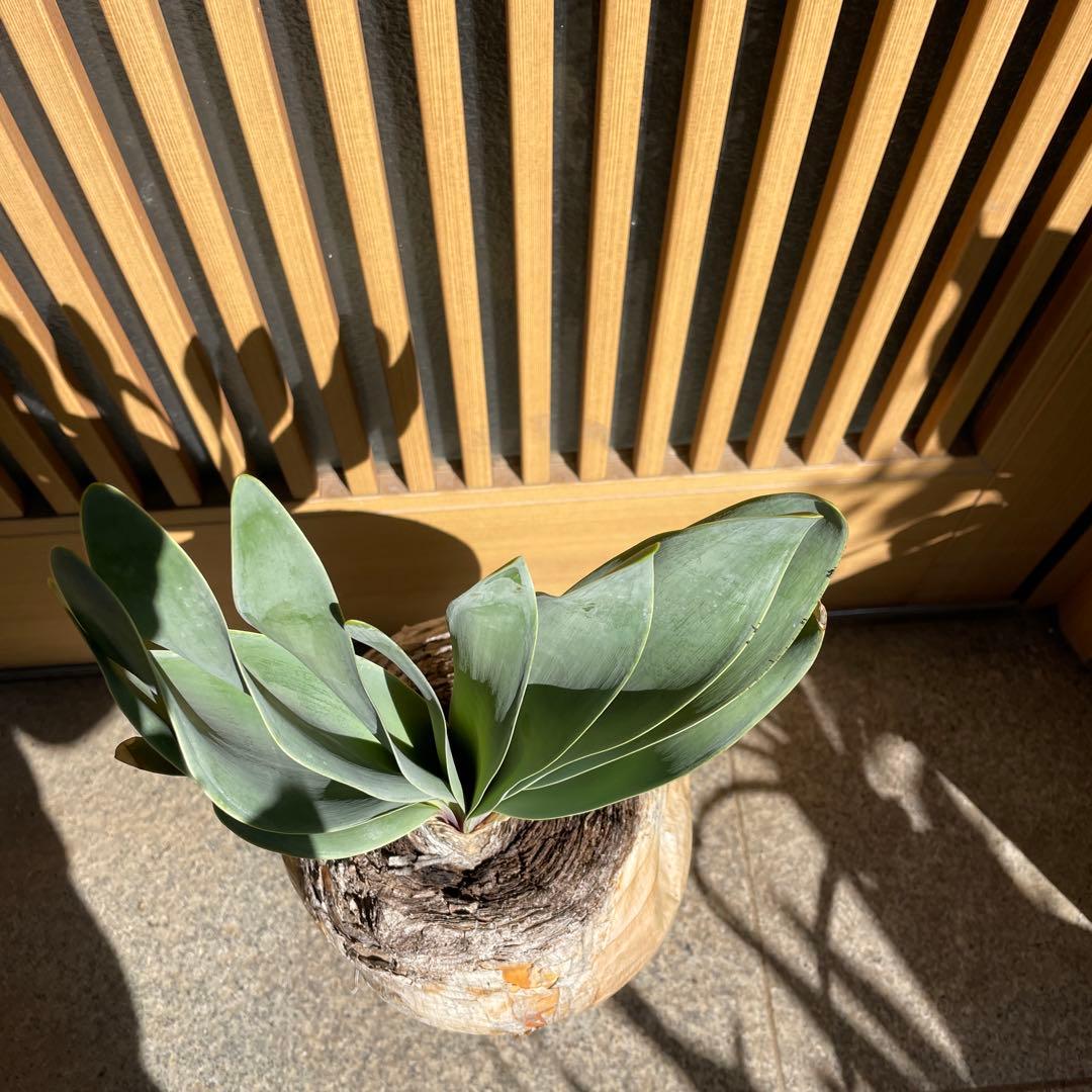 ブーファン ハエマンソイデス ブーファン ハエマンソイデス