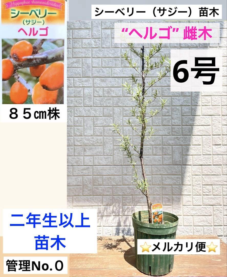値下げ　シーベリー苗木雌木　二年生以上苗木　鉢ごとメルカリ便　ヘルゴ　サジー苗木