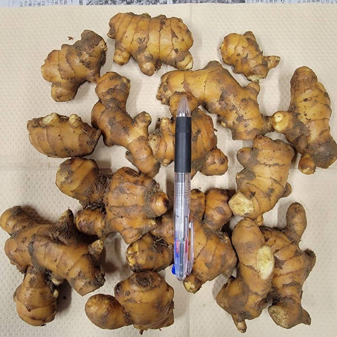 囲生姜【2kg】高知県産