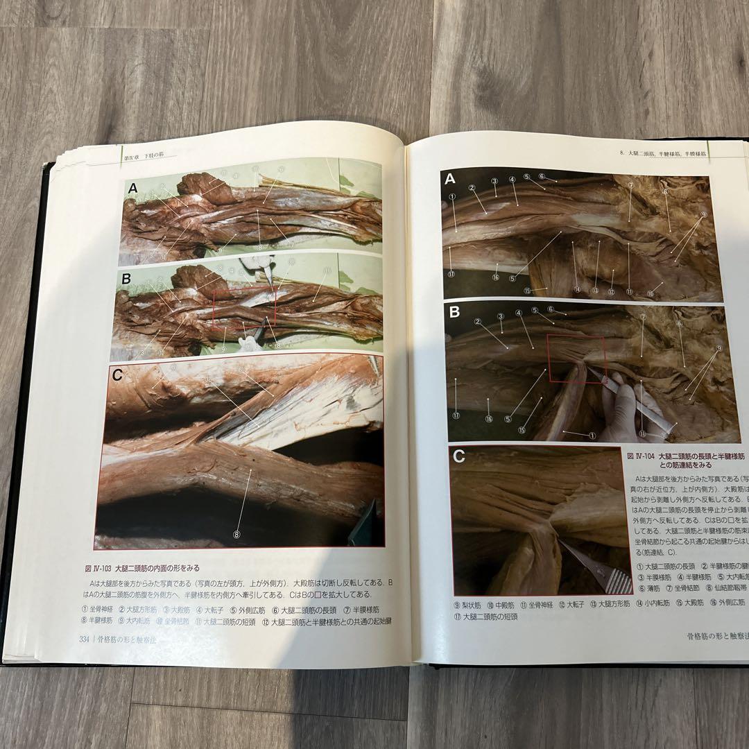 改訂第2版 骨格筋の形と触診法