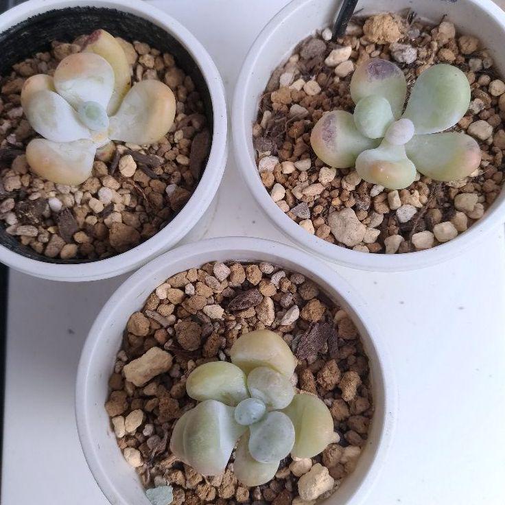 ブラウン系高級ブランド達磨艶鈴美人☆カット苗(根切り状態)☆多肉植物 植物/観葉植物 インテリア小物ブラウン系¥866,592-www.combasket.ru ブラウン系高級ブランド達磨艶鈴美人☆カット苗(根切り状態)☆多肉植物 植物/観葉植物 インテリア小物ブラウン系¥866,592-www.combasket.ru