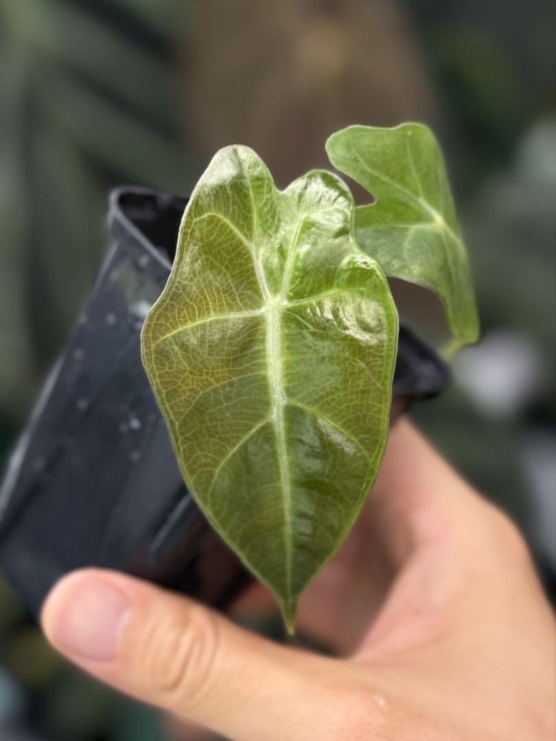 アロカシア ヴェノム Alocasia 'Venom' 管理番号s2