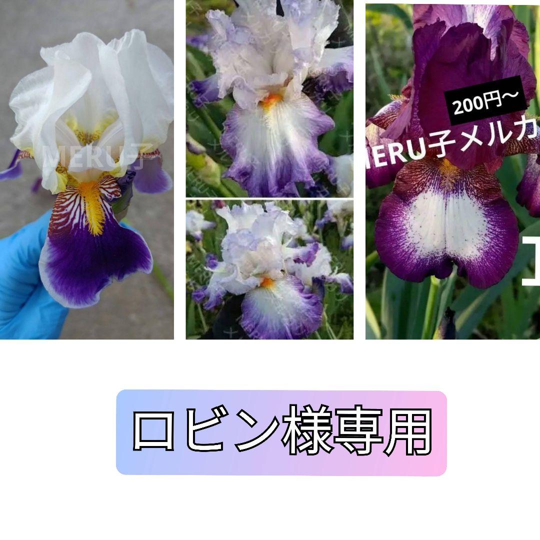 ジャーマンアイリス球根 苗