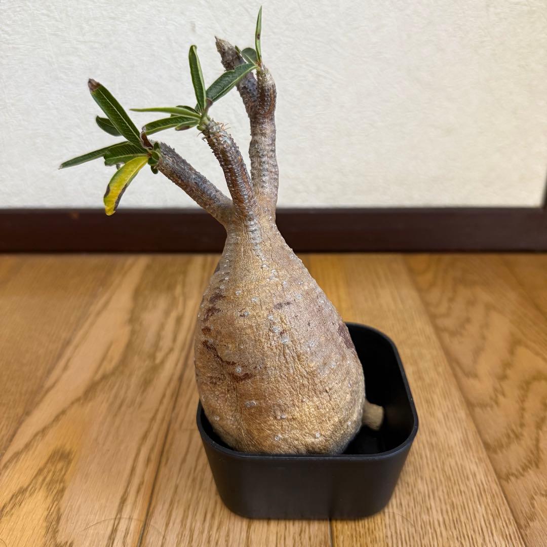 パキポディウム　グラキリス　現地株　ベアルート　抜き苗　現地球