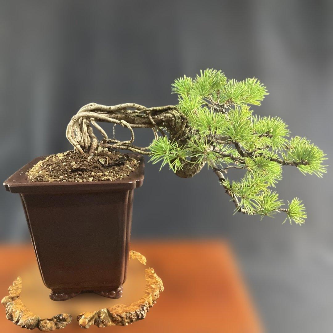 赤石五葉松 懸崖