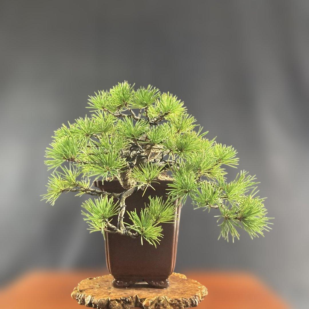 目立った傷汚れなし目立った傷や汚れなし