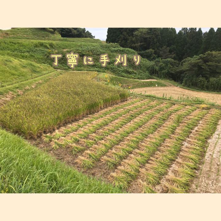 人気SALE品質保証 令和3年 菊池産 自然栽培米 旭一号 無農薬無肥料 手植え 手刈り 掛け干し fwY12-m71077867998 最安値正規品