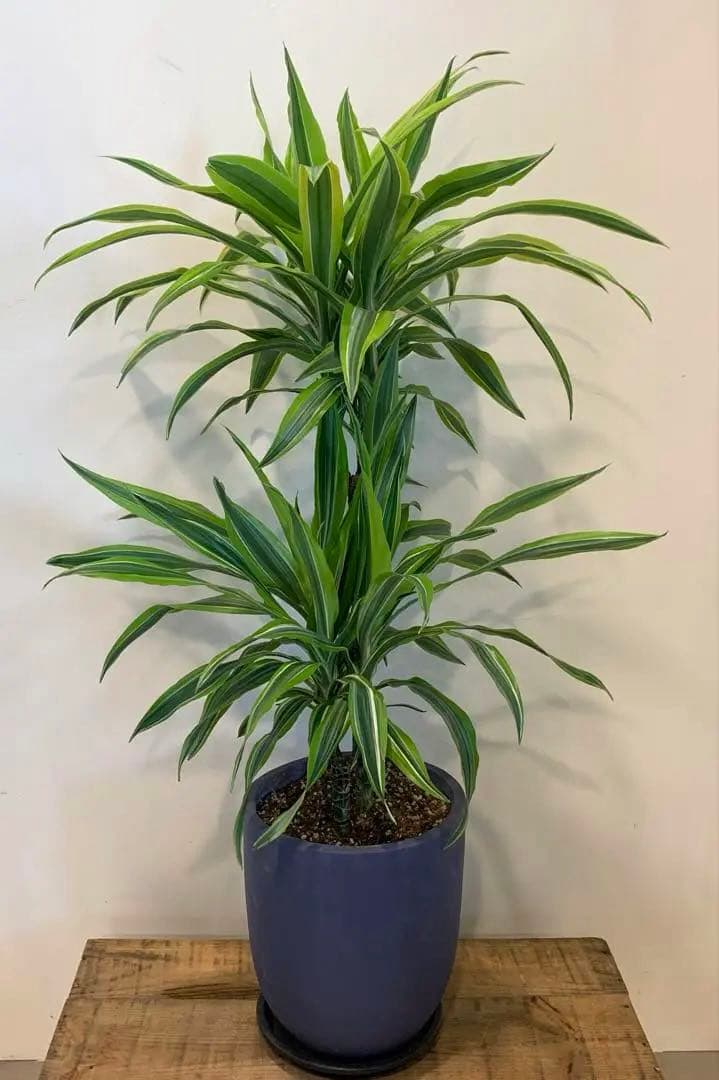 ドラセナ ワーネッキー レモンライム ファイバー鉢 お皿付き