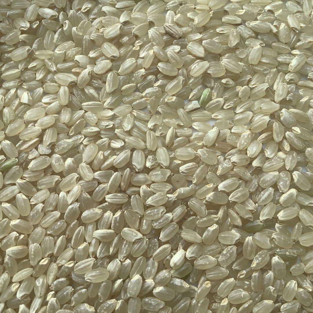 令和6年産　岡山産 あきたこまち　玄米 10kg お好みの精米にもします