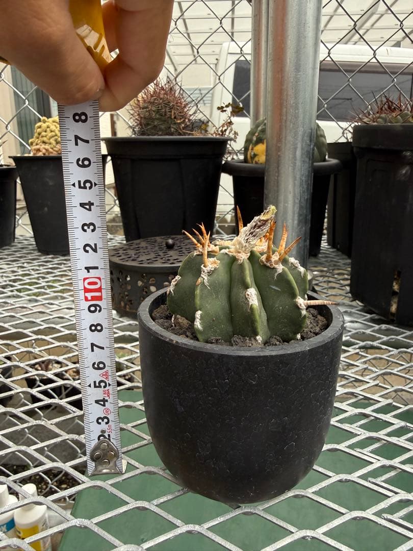 アストロフィツムやや傷や汚れあり