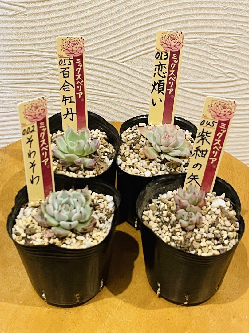 多肉植物 コロラータタパルパx臼田リンゼアナ ぼのぼのさん交配