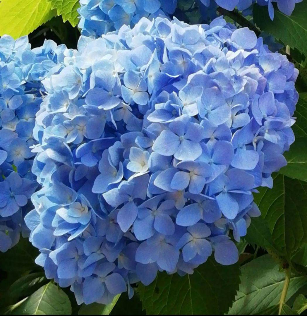 紫陽花 アジサイ：歌合せ（ウタアワセ）3.5号ポット の通販 | 園芸ネット