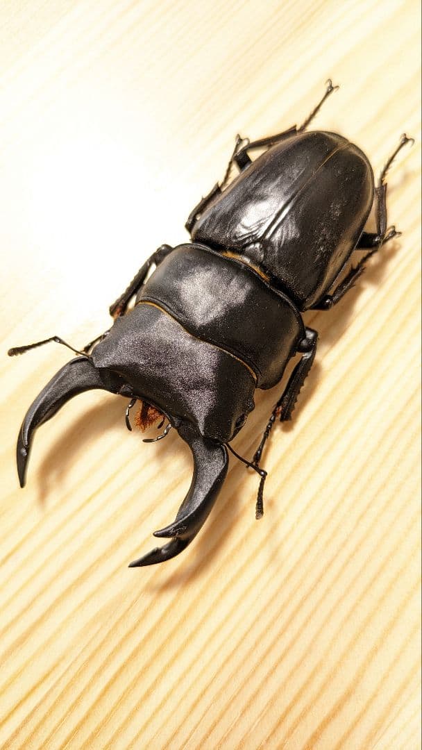 オオクワガタ 85ｍｍ　SR血統　新成虫　 ペア　少し顎ずれ 能勢SR血統オオクワガタ 成虫♂単品♂85mm