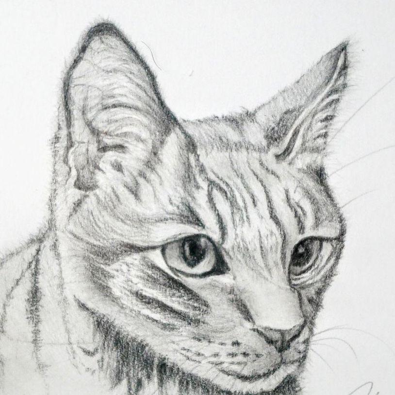 額縁付き手描き猫のデッサン 原画  ※一点もの 額縁付き手描き猫のデッサン 原画 ※一点もの