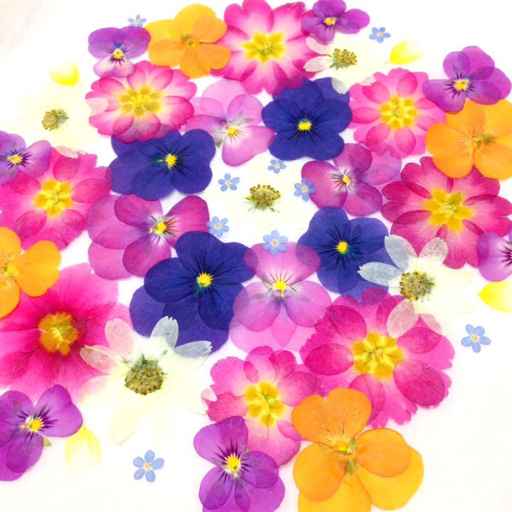 商談中 199 押し花セット✿即日発送♡ハンドメイド 素材 小花-